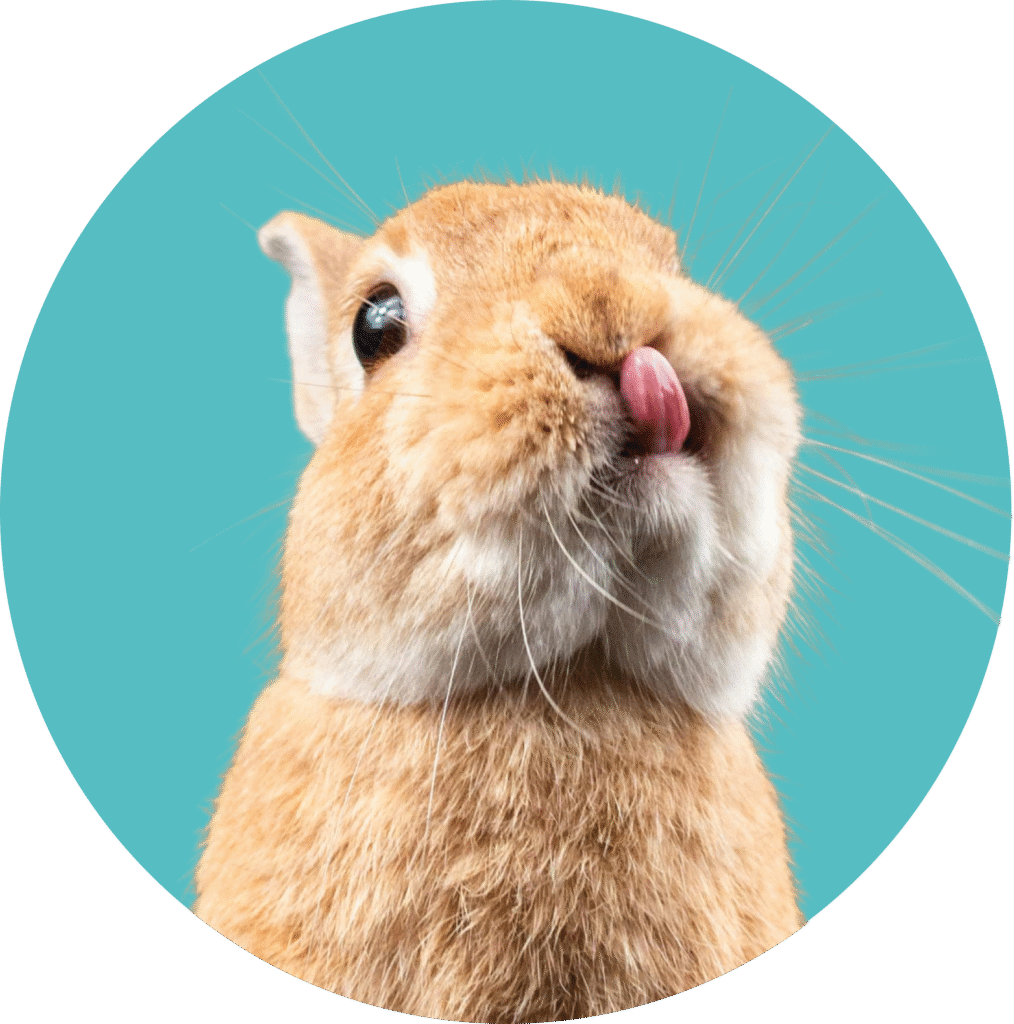 Illustration d’un lapin tirant la langue, icône pour la prestation NAC.